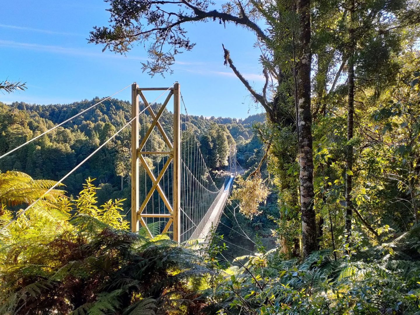 Timber Trail Tour, NZ - All you need to know - NZMTB