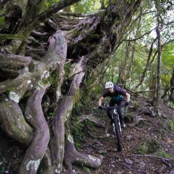 BrakeAce remote coaching